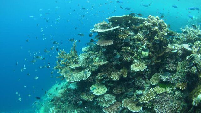 Healthy corals and colorful fish thrive on a shallow coral reef in Fiji. This South Pacific island group harbors high marine biodiversity and is a popular destination for divers and snorkelers.