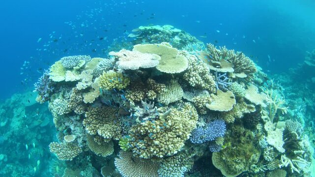 Healthy corals and colorful fish thrive on a shallow coral reef in Fiji. This South Pacific island group harbors high marine biodiversity and is a popular destination for divers and snorkelers.