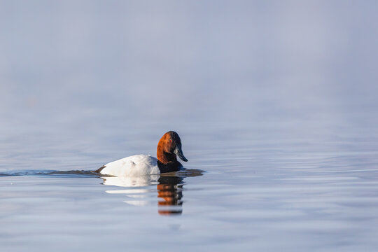Male Canvasback Duck Swimming on Calm Water with Reflection and Copy Space