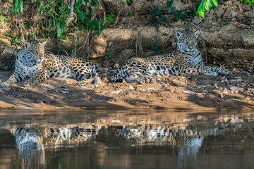 Jaguar on a rivebank in the pantanal - reflected in thriver © Hans
