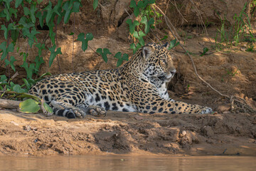 Fototapeta premium Jaguar relaxing on a river bank - Brazil