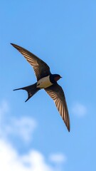 Obraz premium A bird in flight against a blue sky with white clouds