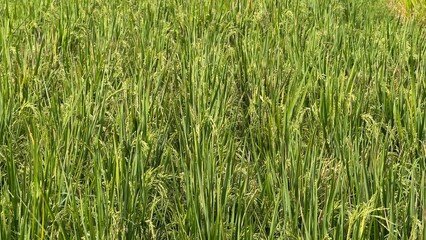 Obraz premium wide view of green rice field plantation, lush paddy plants growing in rows, agriculture landscape, tropical farming and food production concept