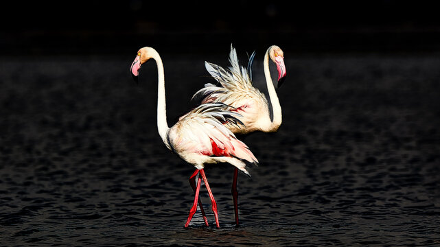 Two Greater Flamingos (Phoenicopterus roseus) engaged in a display of affection or dancing, set against a dark, watery background.