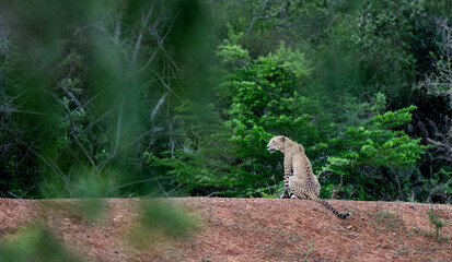 Fototapeta premium A leopard in Yala National park, Sri Lanka