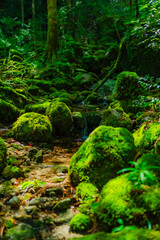 Obraz premium 【鹿児島】屋久島のパワースポット白川雲水峡