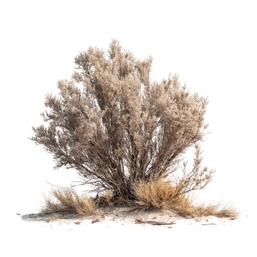Sagebrush Beauty: An isolated shot of sagebrush shrub. A textured, earthy aesthetic showcases the natural details and resilient form. Perfect for illustrating arid landscape, natural textures.