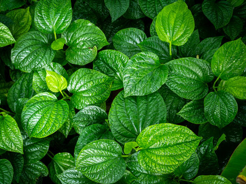 Piper Sarmentosum,Wildbetal leafbush Texture Pattern Background