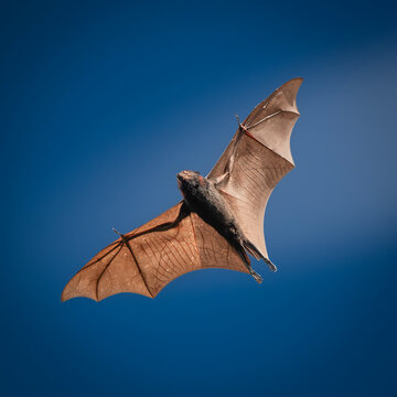 Black Flying-fox or Black Fruit Bat also called Pteropus alecto.
