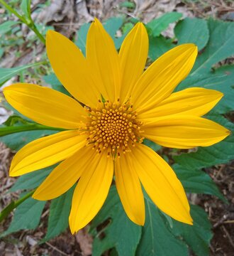 Centered yellow wildflower (Tithonia diversifolia) in natural garden, spring floral background