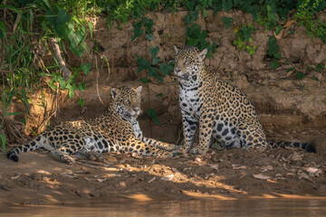 Pair of jaguar resting on a riverbank in the shade  © Hans