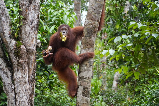Orangutan in the wild. Indonesia, in a native habitat rainforest Borneo. Bornean orangutan (Pongo pygmaeus). Borneo, Indonesia, 29 December 2025