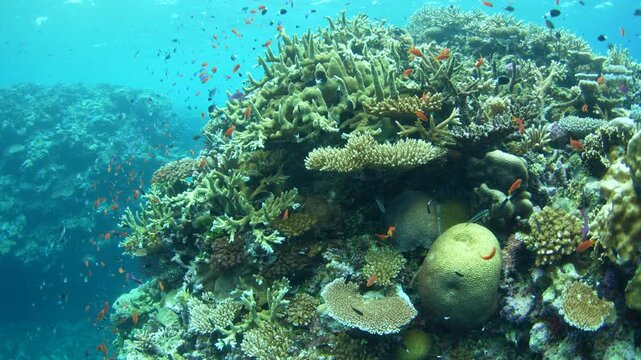 Healthy corals and colorful fish thrive on a shallow coral reef in Fiji. This South Pacific island group harbors high marine biodiversity and is a popular destination for divers and snorkelers.