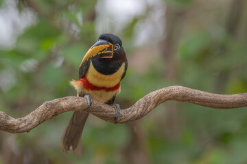 Fototapeta premium Aricari - Pantanal, Brazil