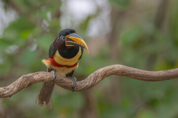 Fototapeta premium Aricari - Pantanal, Brazil