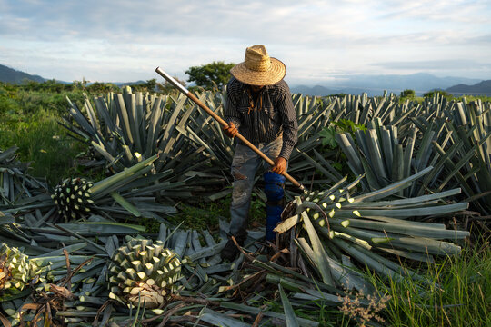 Un agricultor est&aacute; cortando o jimando las plantas de agaves.
