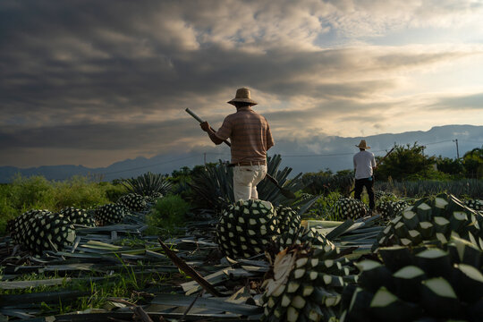 Dos agricultores est&aacute;n trabajando en el campo de agaves que llevar&aacute;n a la f&aacute;brica de tequila.