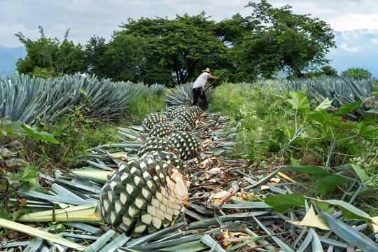 Un agricultor est&aacute; cortando las plantas de agave que ir&aacute;n a la f&aacute;brica de tequila.
