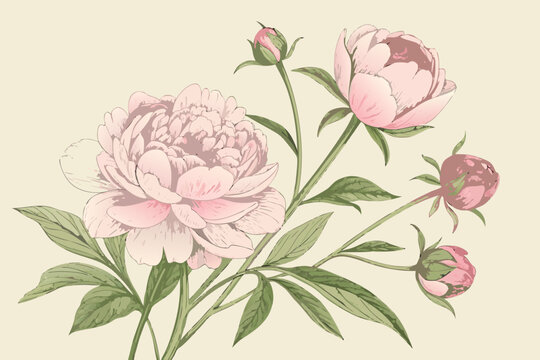 Vintage-style watercolor peony branch with delicate pink petals and green lanceolate leaves. Hand drawn vector of pink peonies featuring three fully bloomed flowers and multiple buds on a neutral