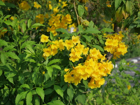 Close-up of vibrant Yellow Elder (Tecoma Stans) flowers blooming in natural sunlight at Kao Noen Park, Bangkok. A cluster of bright yellow blossoms against lush green leaves and a blue sky
