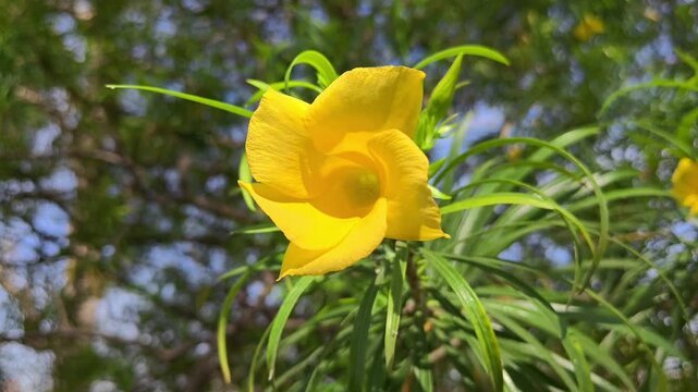 Yellow oleander flowers in the garden. Cascabela thevetia