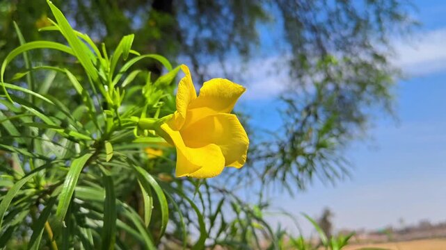 Yellow oleander flowers in the garden. Cascabela thevetia