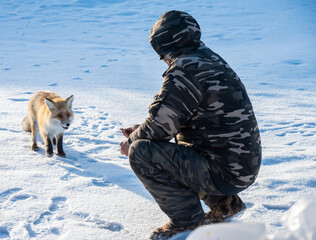 Fototapeta premium Someone giving food to a red fox was spotted on the ice surface of lake Baikal, Russia. Known for their adaptability, they are often photographed hunting or scavenging on the lake's ice during winter.