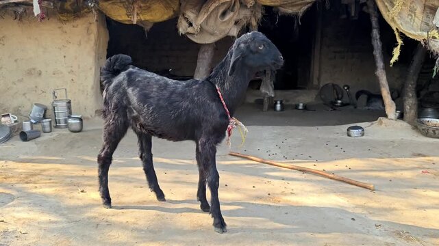 Black domestic goat standing and looking around in front of a traditional mud house in rural india
