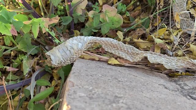Close up of shed snake skin molt lying on dry leaves and rocks in the wild nature