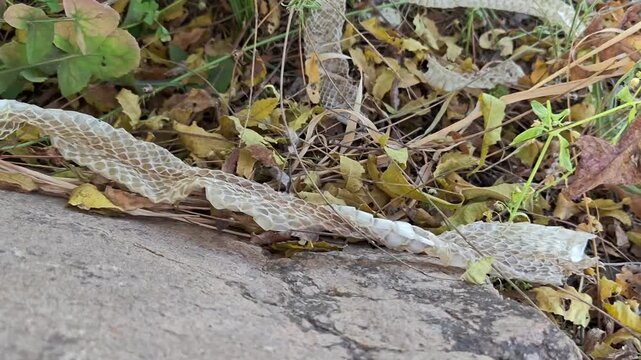Close up of shed snake skin molt lying on dry leaves and rocks in the wild nature