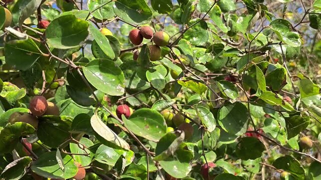 Fresh indian jujube (ber, indian plum, ziziphus mauritiana) fruits on tree