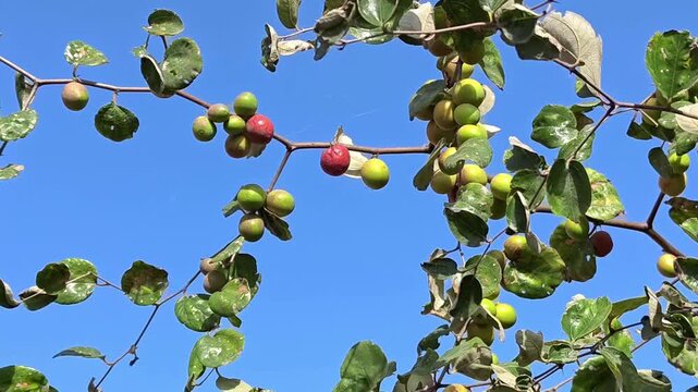 Fresh indian jujube (ber, indian plum, ziziphus mauritiana) fruits on tree