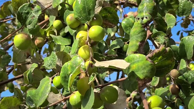 Fresh indian jujube (ber, indian plum, ziziphus mauritiana) fruits on tree