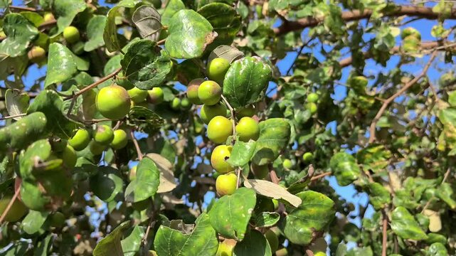 Fresh indian jujube (ber, indian plum, ziziphus mauritiana) fruits on tree