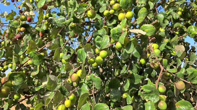 Fresh indian jujube (ber, indian plum, ziziphus mauritiana) fruits on tree