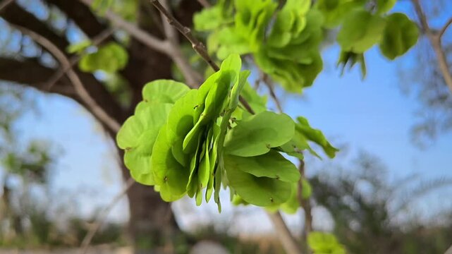Chilbil or Indian Elm (Holoptelea integrifolia) green seeds on tree branch
