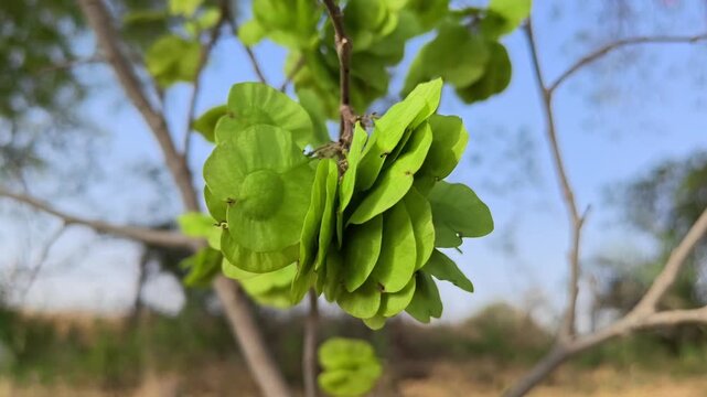 Chilbil or Indian Elm (Holoptelea integrifolia) green seeds on tree branch