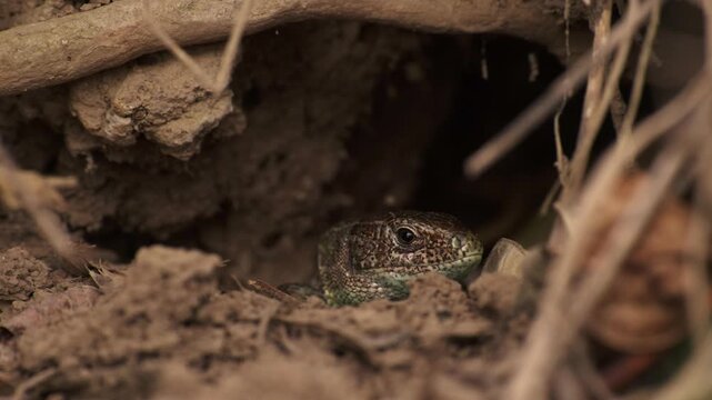 Macro slow-motion wildlife footage of a sand lizard (Lacerta agilis) cautiously peeking from a burrow entrance before turning and retreating back inside. Close-up reptile behavior in nature