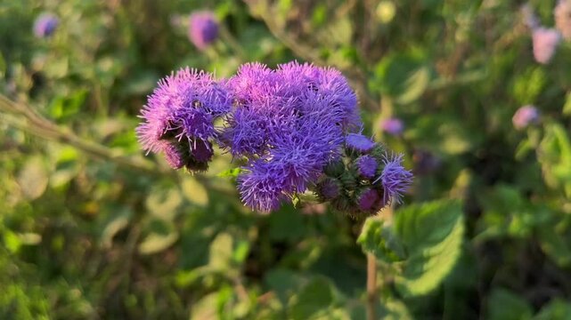 Close up of Ageratum houstonianum flower blooming in natural garden light