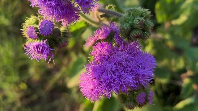 Close up of Ageratum houstonianum flower blooming in natural garden light