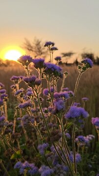Close up of Ageratum houstonianum flower blooming in natural garden light