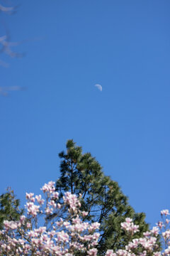 Crisp blue sky holds a crescent moon. Pink blossoms bloom beneath green pine branches. Nature's quiet beauty frames the night. Ideal for serene nature or seasonal themes