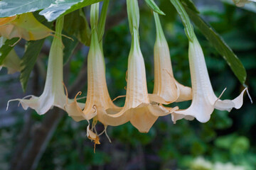Angel trumpets flower © Bugu