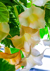 Angel trumpets flower © Bugu
