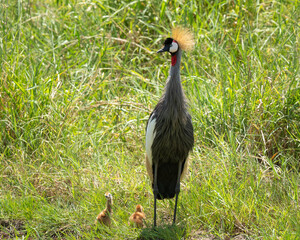 Obraz premium Grey Crowned Crane amd two checks feeding