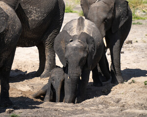 Fototapeta premium Herd of Elephants playing in the dirt in Africa