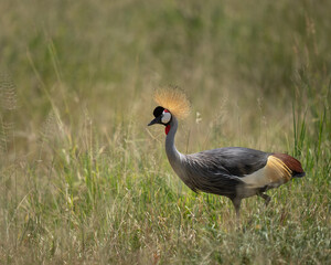 Obraz premium Grey Crowned Crane in tall grass looking for food