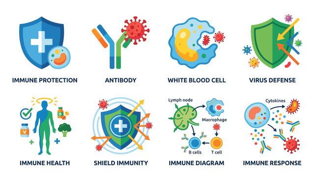Vector illustration of immune system components, showcasing antibody, white blood cell, and shield immunity in a detailed diagram.