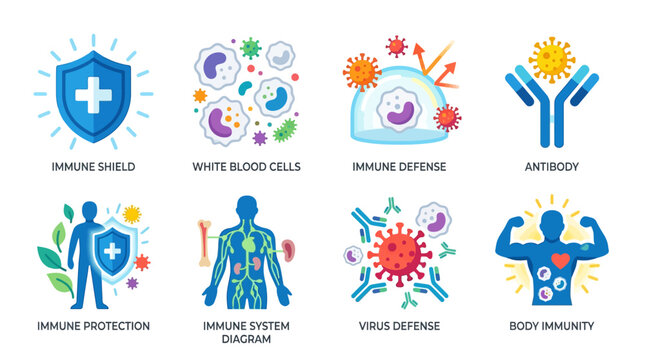 Vector illustration of immune system concepts including shield, white blood cells, defense, antibody, protection, and strong body immunity through science and medicine.