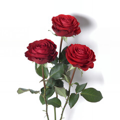 Naklejka premium Three red roses on white background flowers floral bouquet